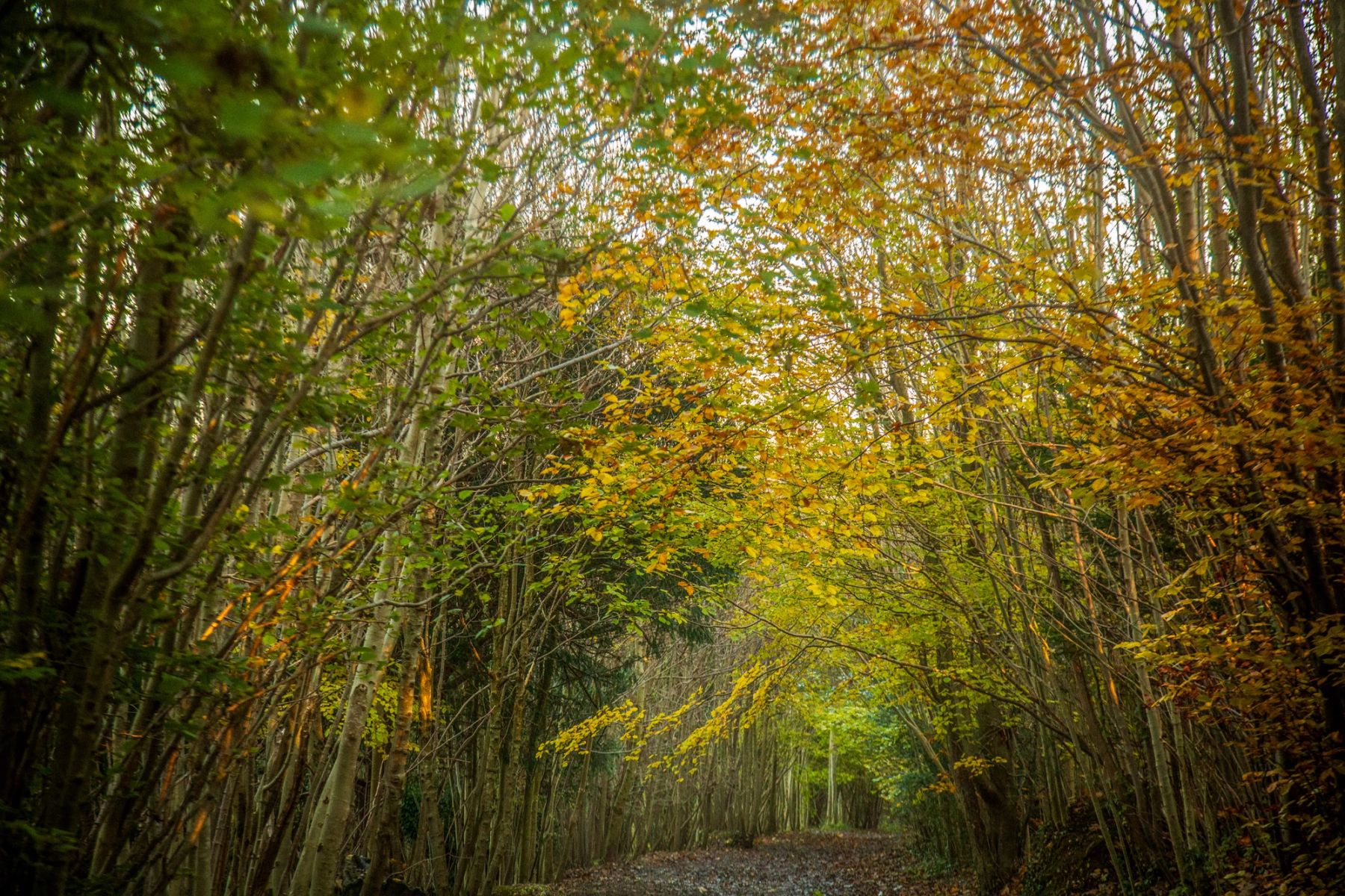 Green and Gold Canopy, Stanmer Park, Brighton