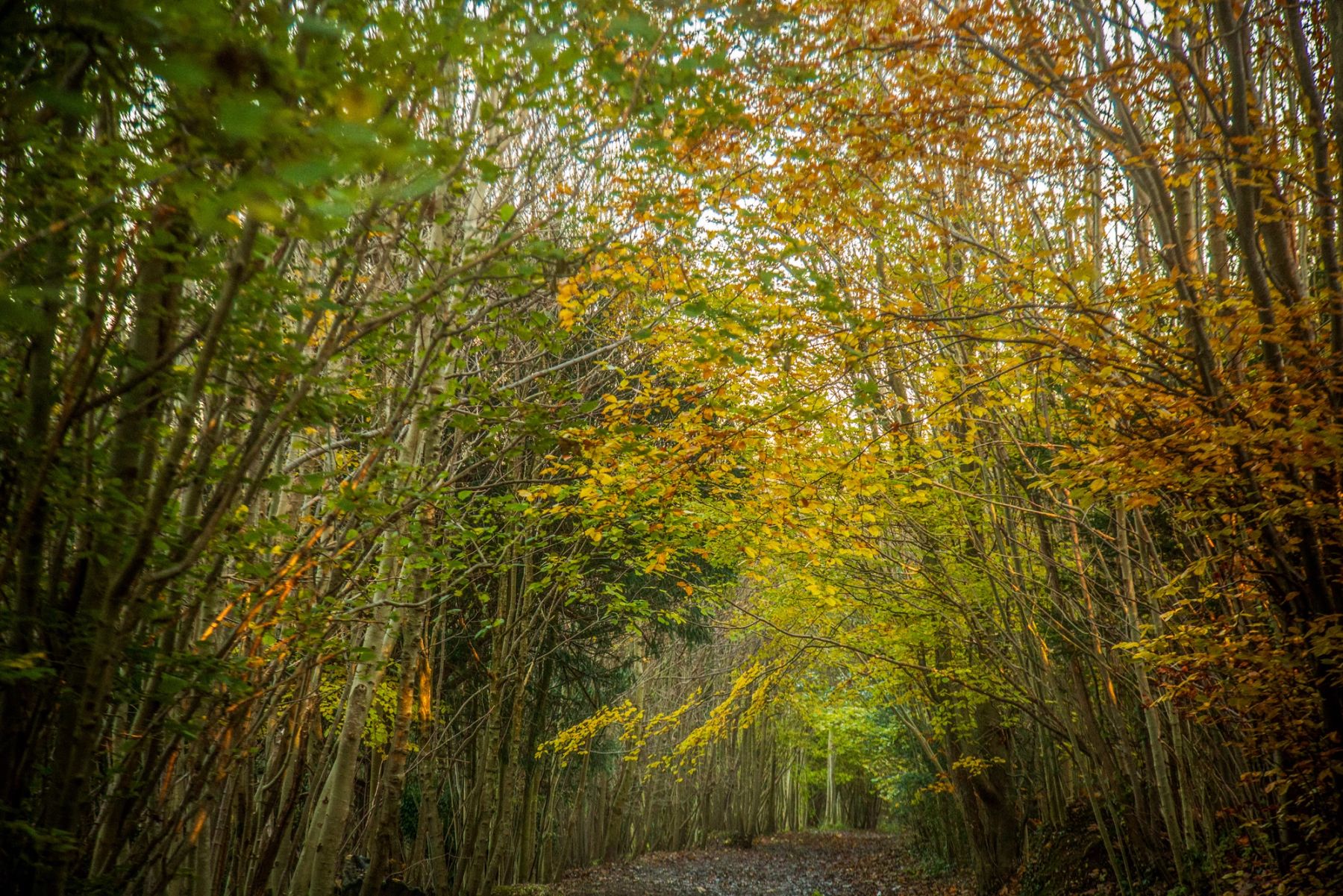 Green and Gold Canopy, Stanmer Park, Brighton