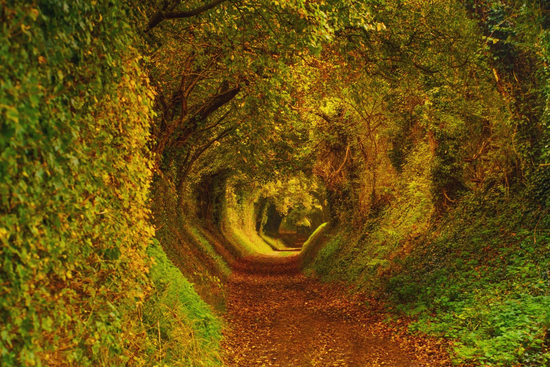 Ivy-Clad Hollow Way, Halnaker