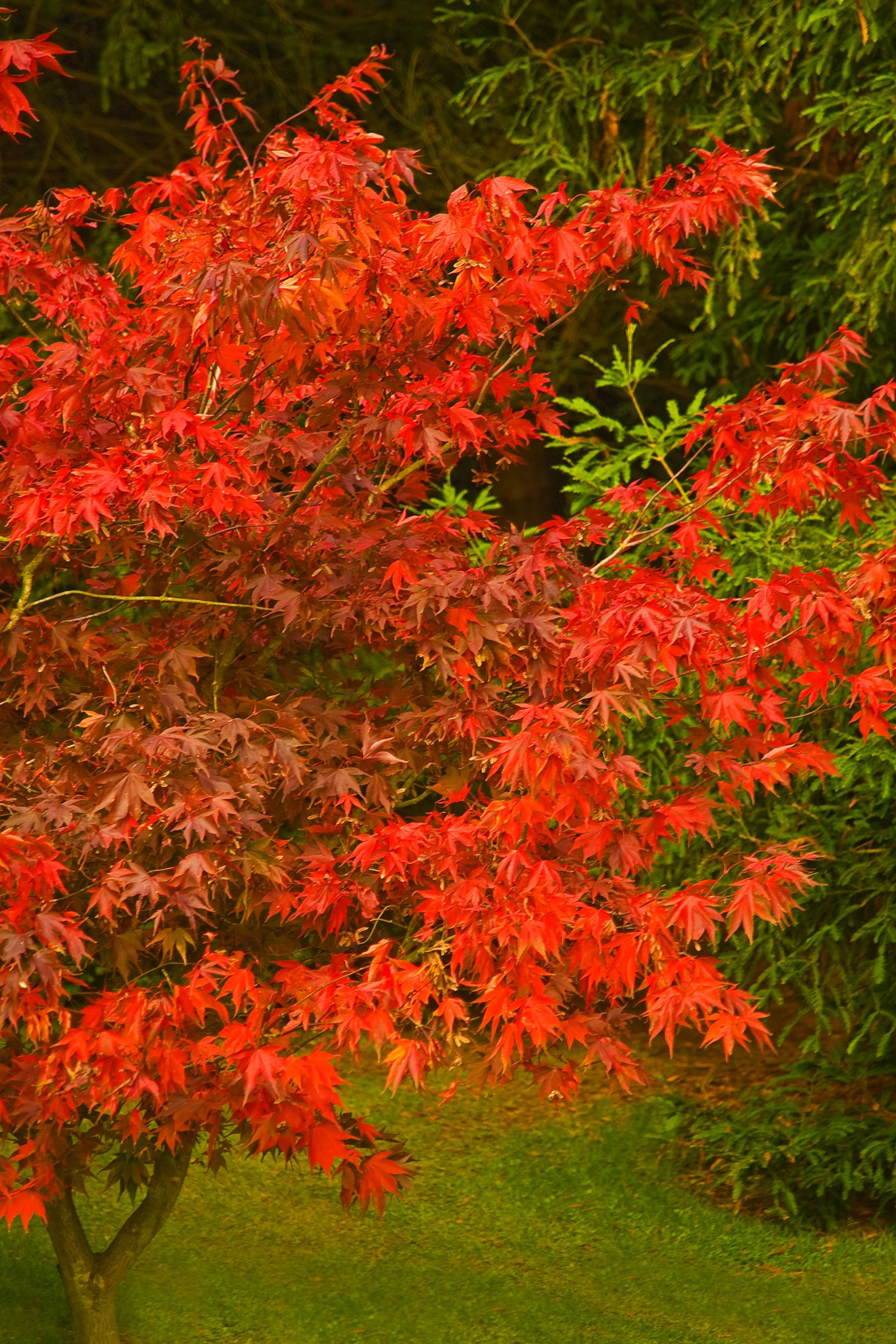 Japanese Maple, Handcross, West Sussex
