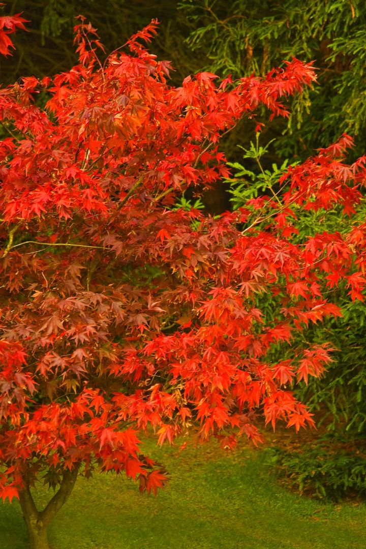 Japanese Maple