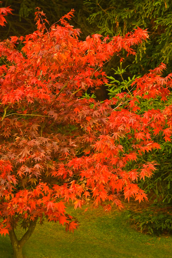 Japanese Maple