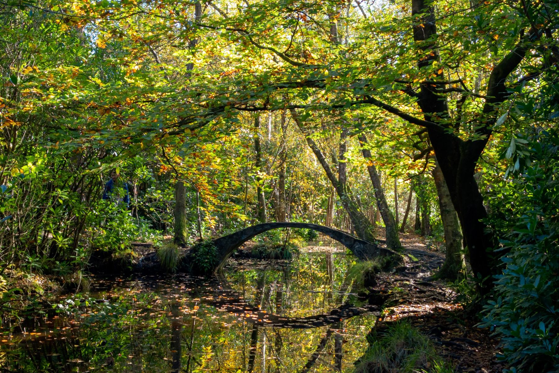 Moon Bridge under the Canopy, Sandgate Park, Storrington