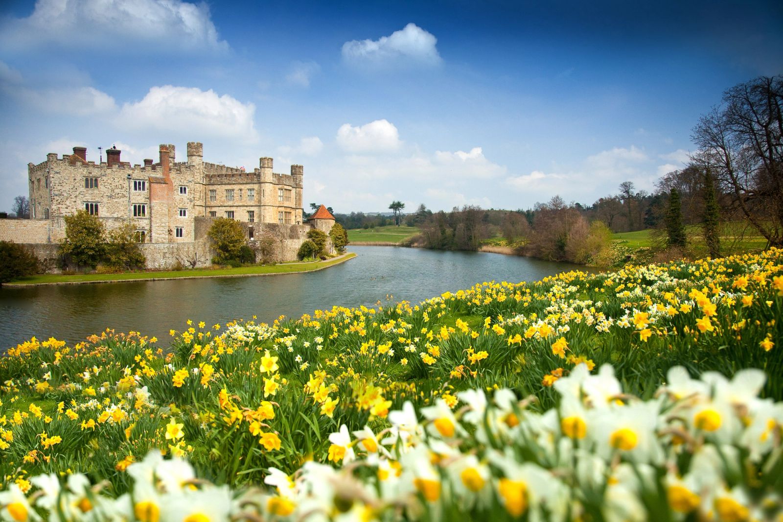 Spring Daffodils, Maidstone, Kent