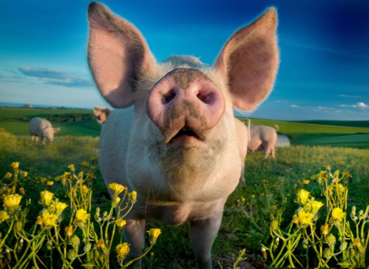 Curious Pig