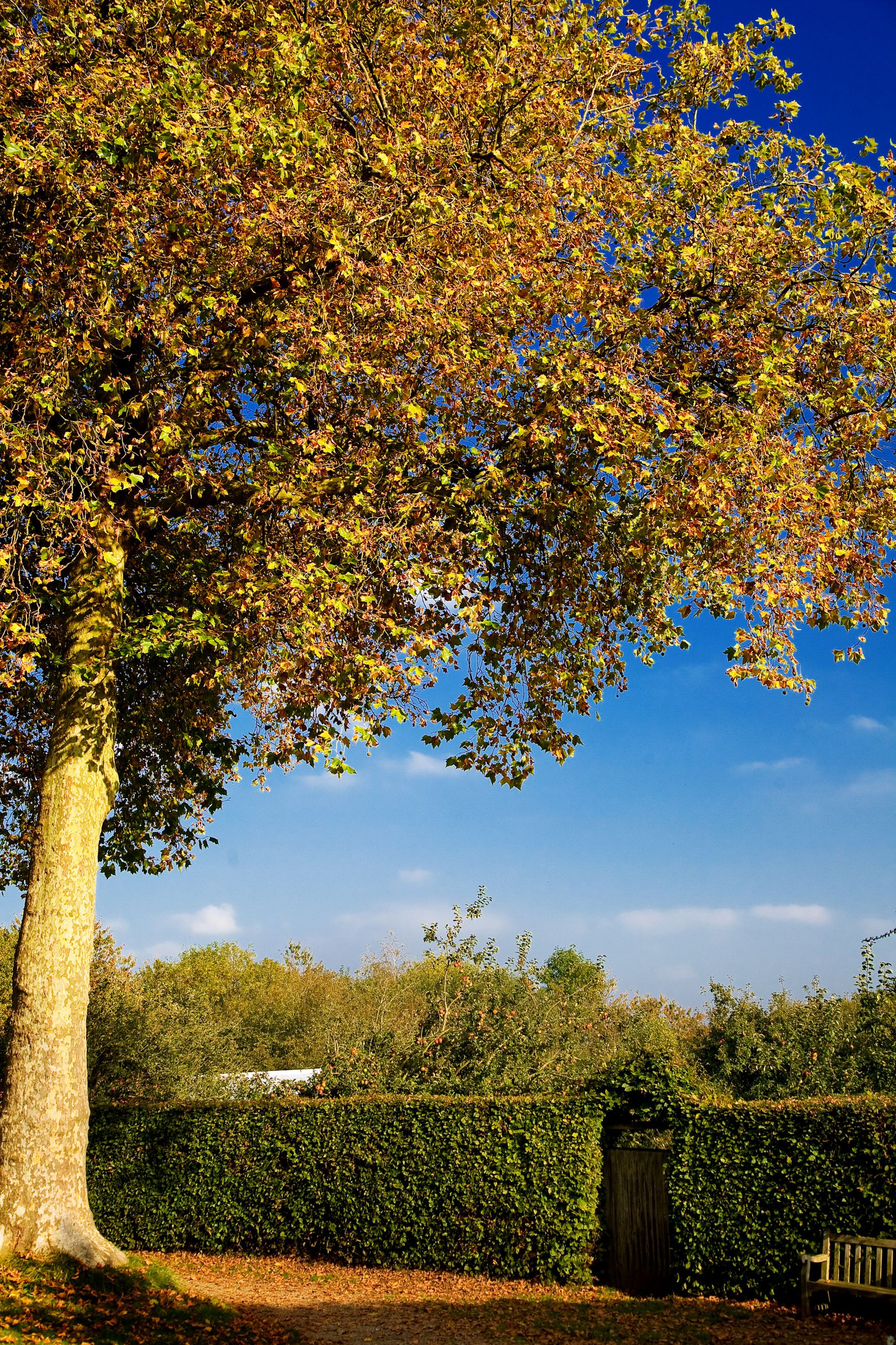 Golden Tree by the Hedge, East Grinstead
