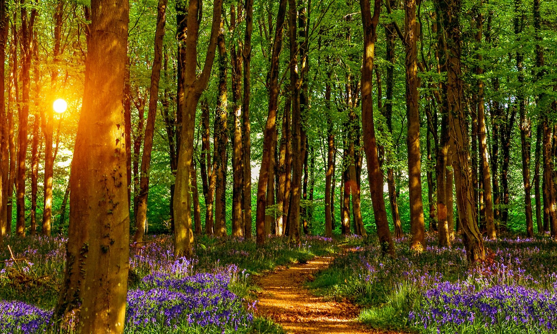 Sunburst through the Beeches, Sussex