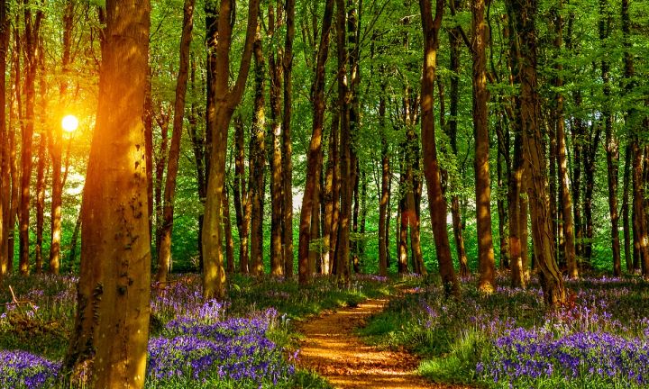 Sunburst through the Beeches