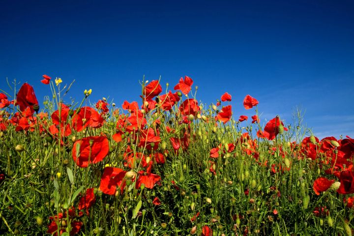 Tall Poppies