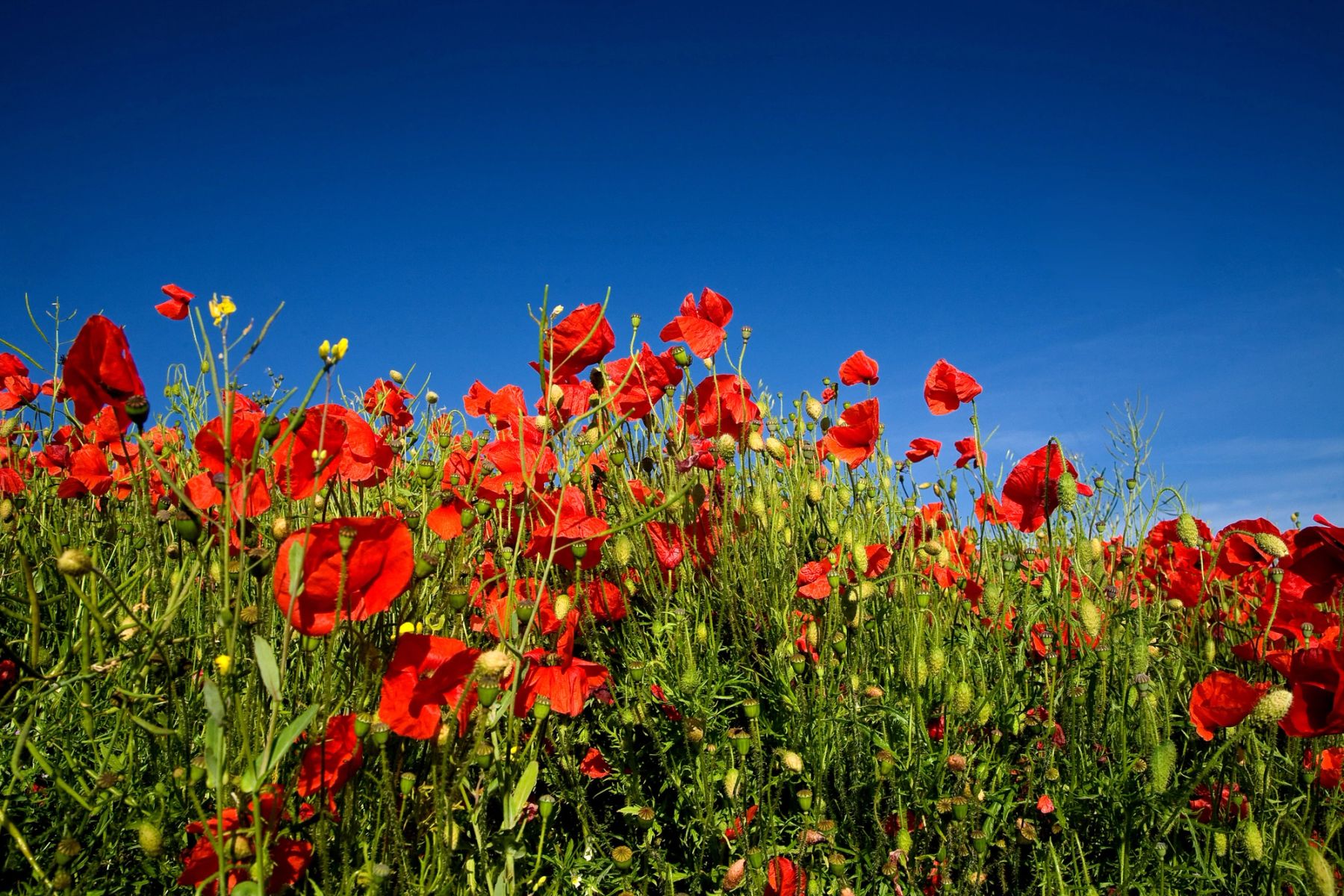 Tall Poppies, Sussex