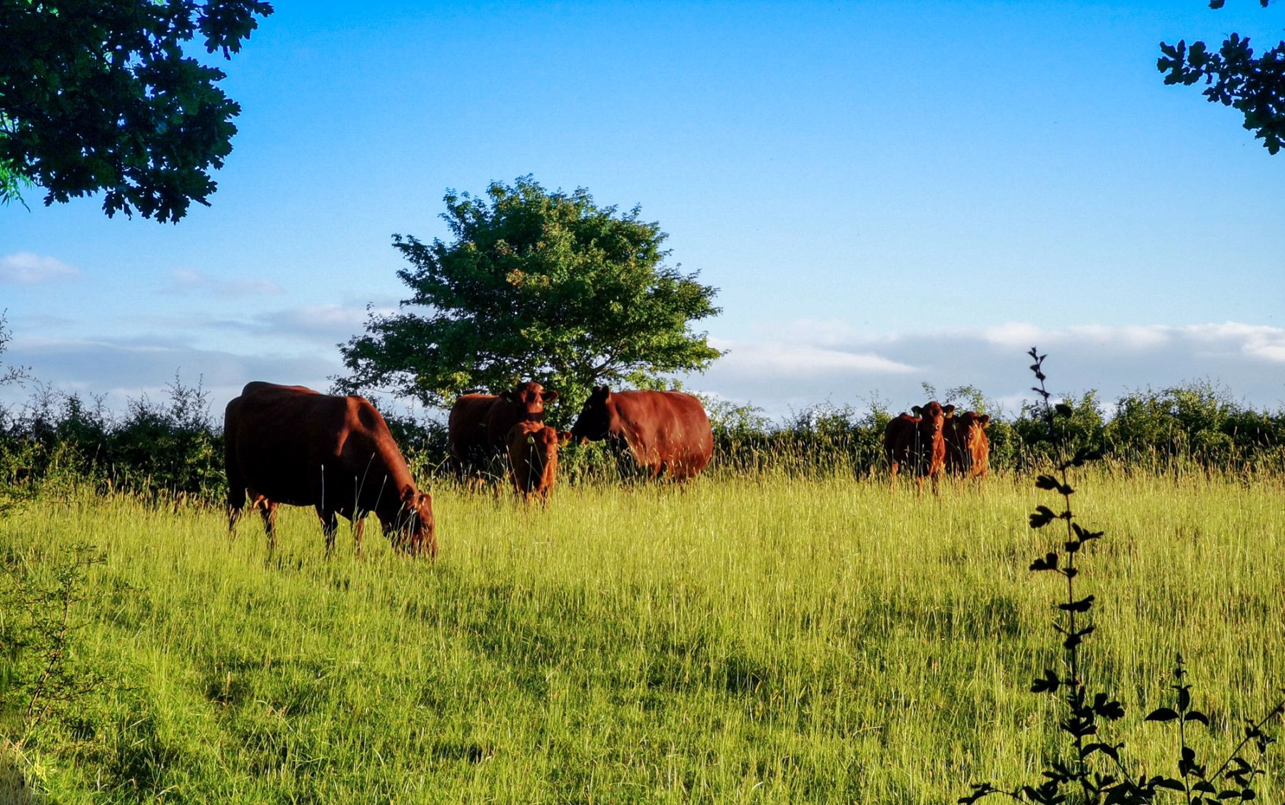 Grazing Cattle, South Downs