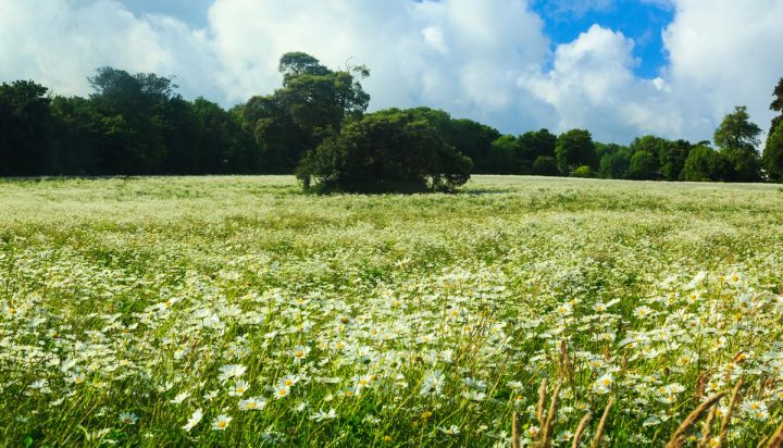 Daisy Meadow and the Copse
