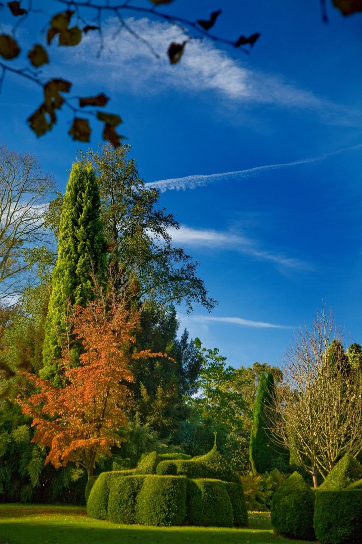 Topiary and Blue Sky