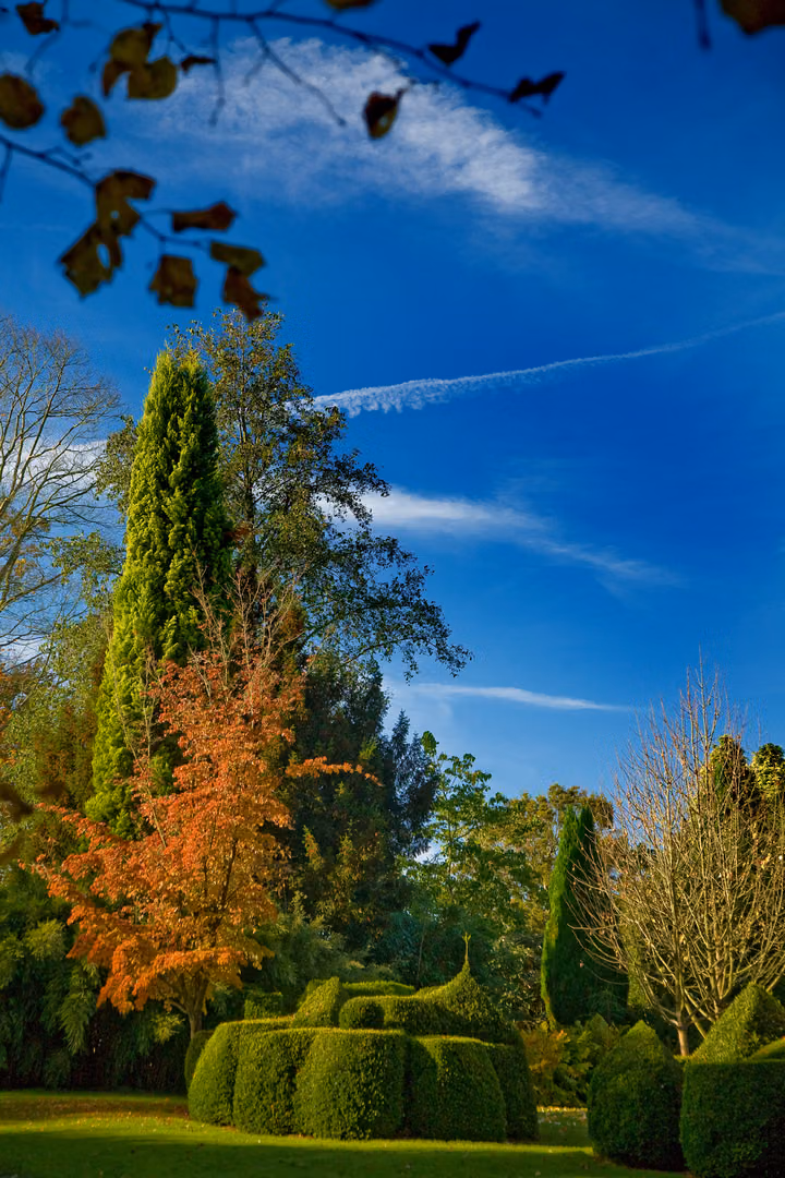 Topiary and Blue Sky