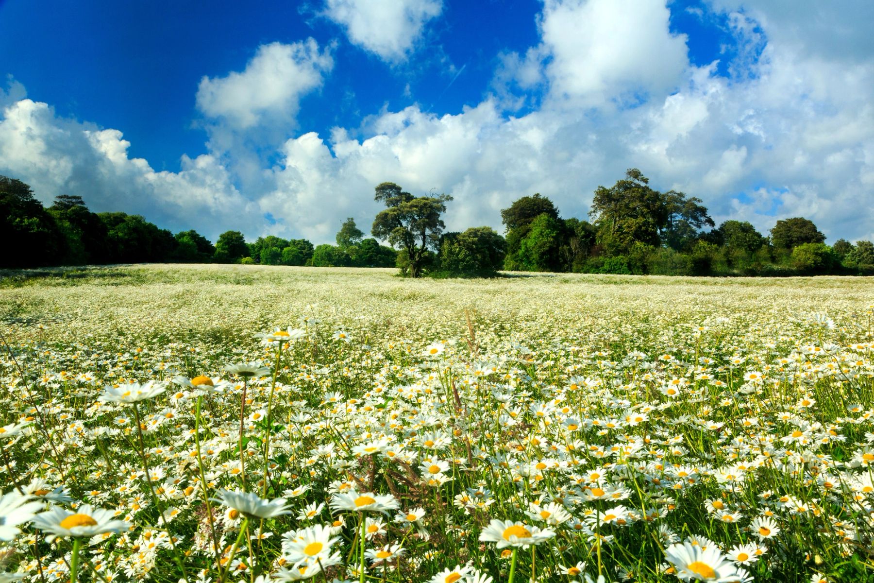 Summer Daisies, Lancing