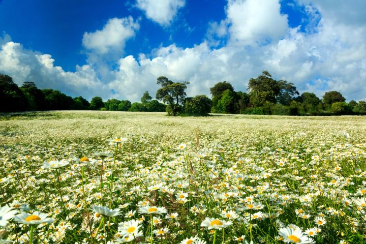 Summer Daisies