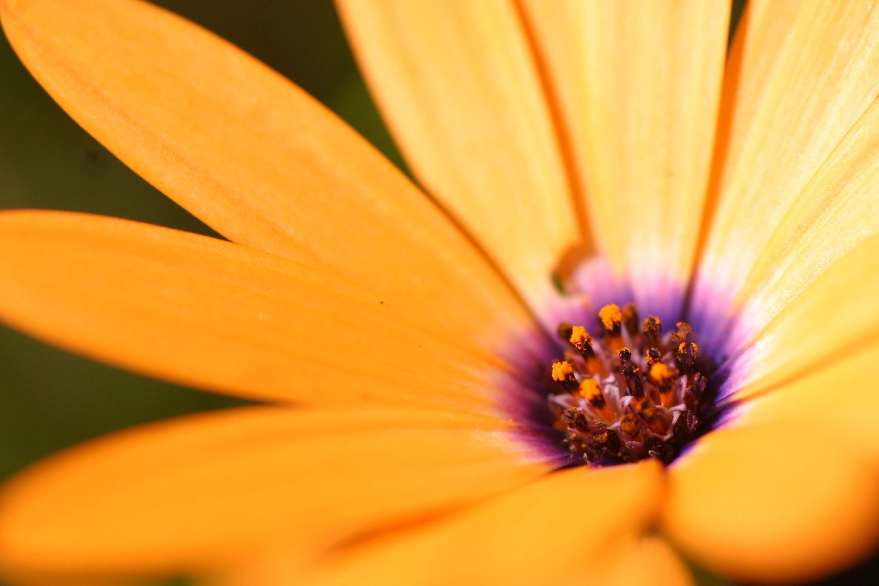 Orange Daisy,