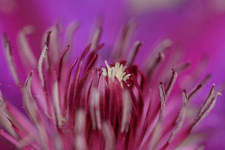 Magenta Clematis