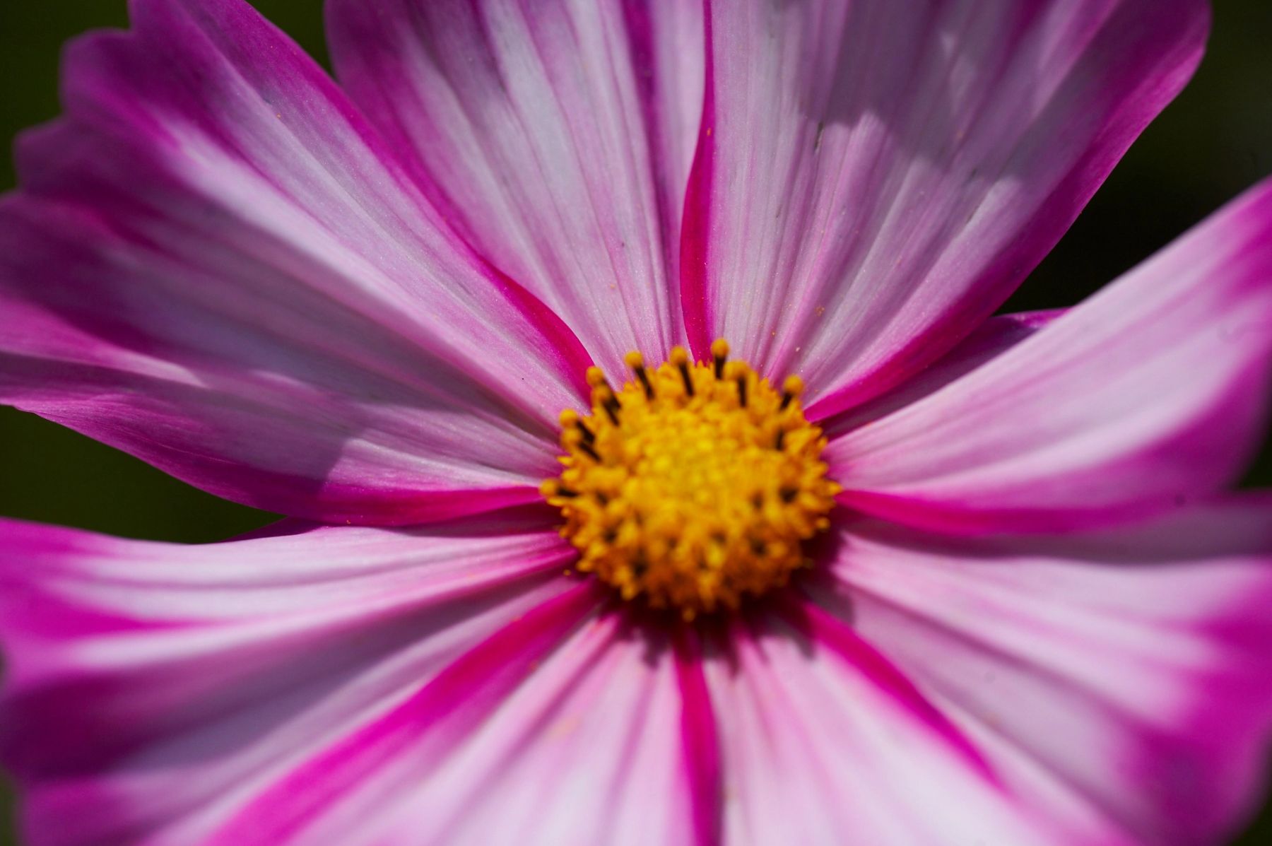 Candy Stripe Cosmos, 