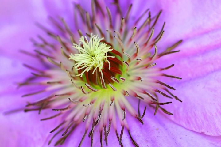 Clematis Star