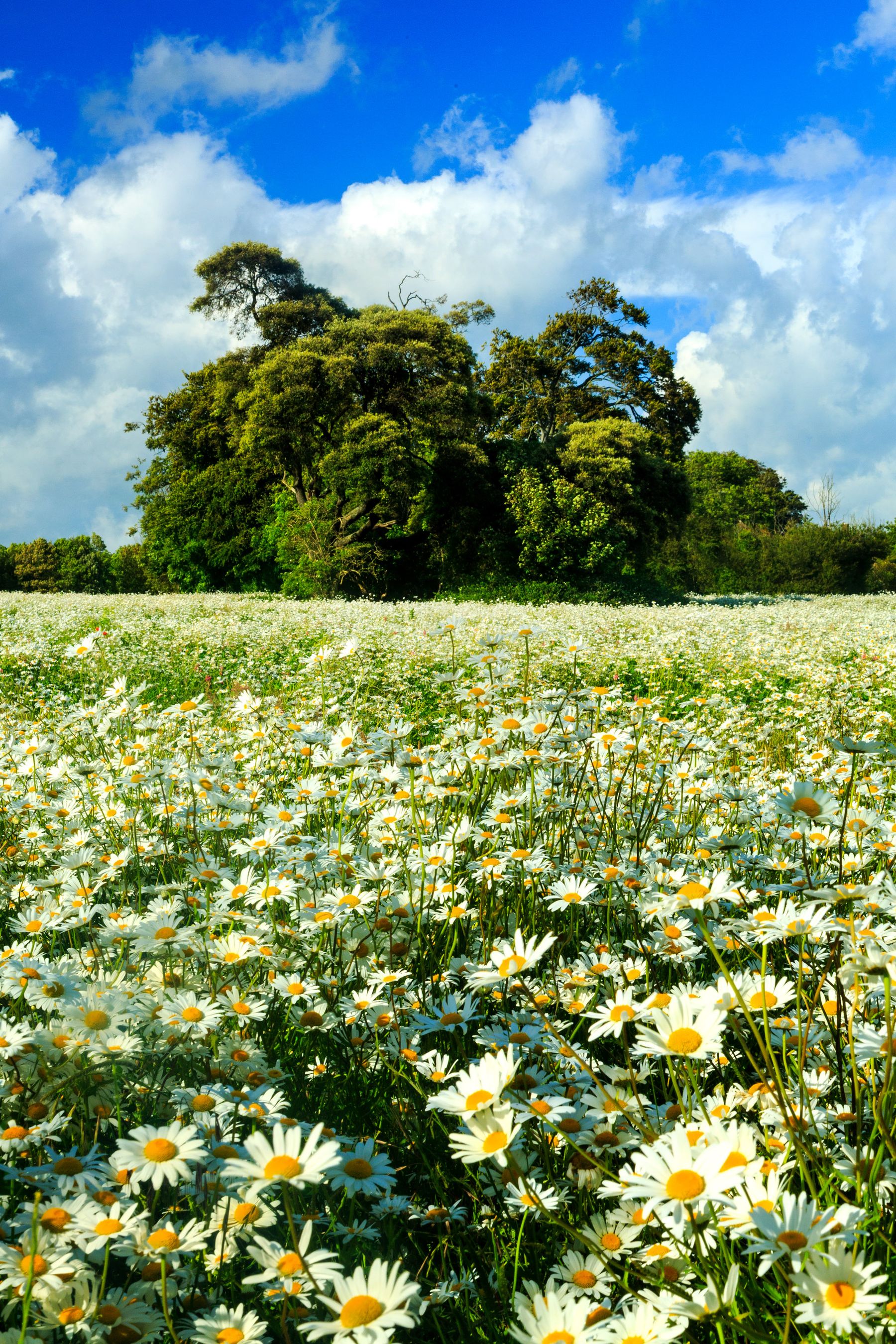 The Oak and the Daisies, Lancing