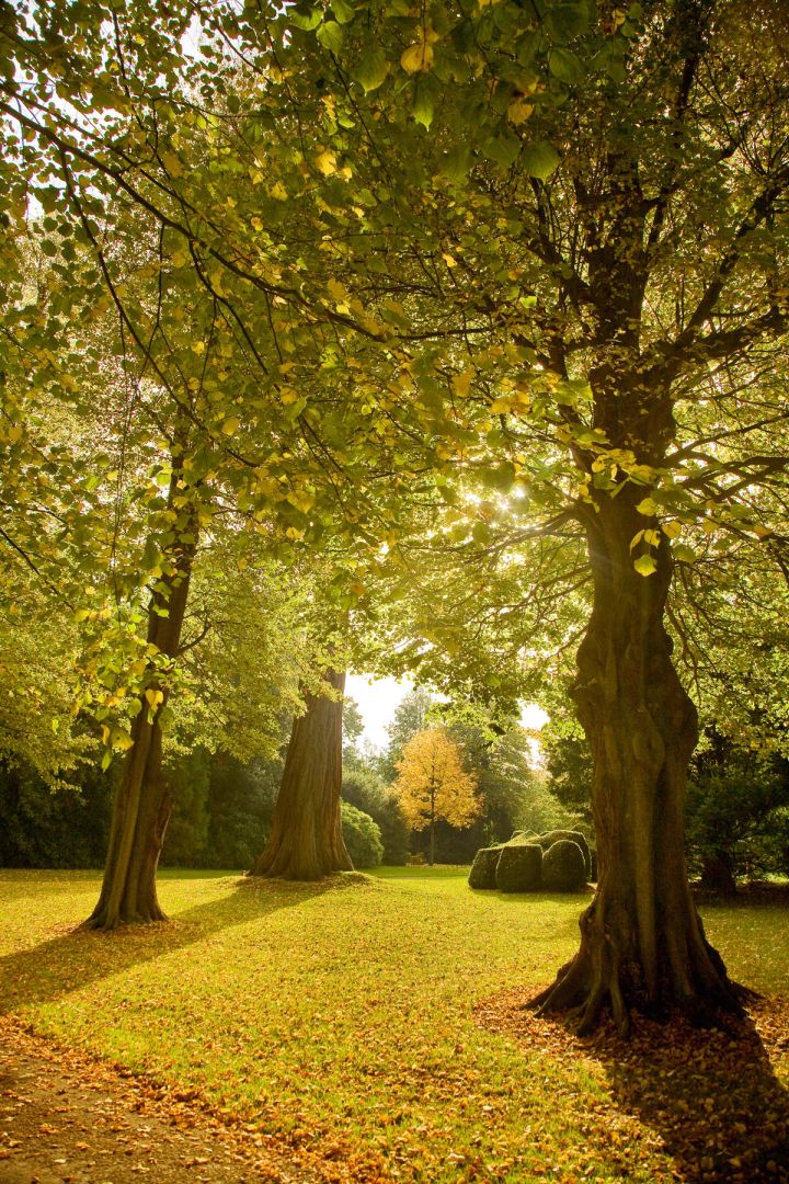 Light through the Trees