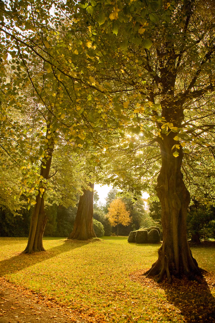 Light through the Trees