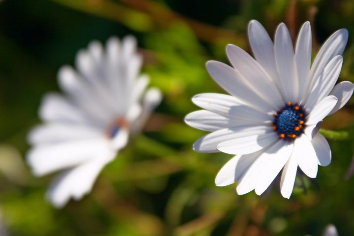 White Cape Daisies