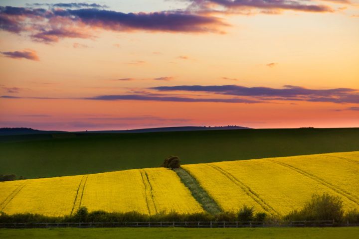 Tramlines at Dusk