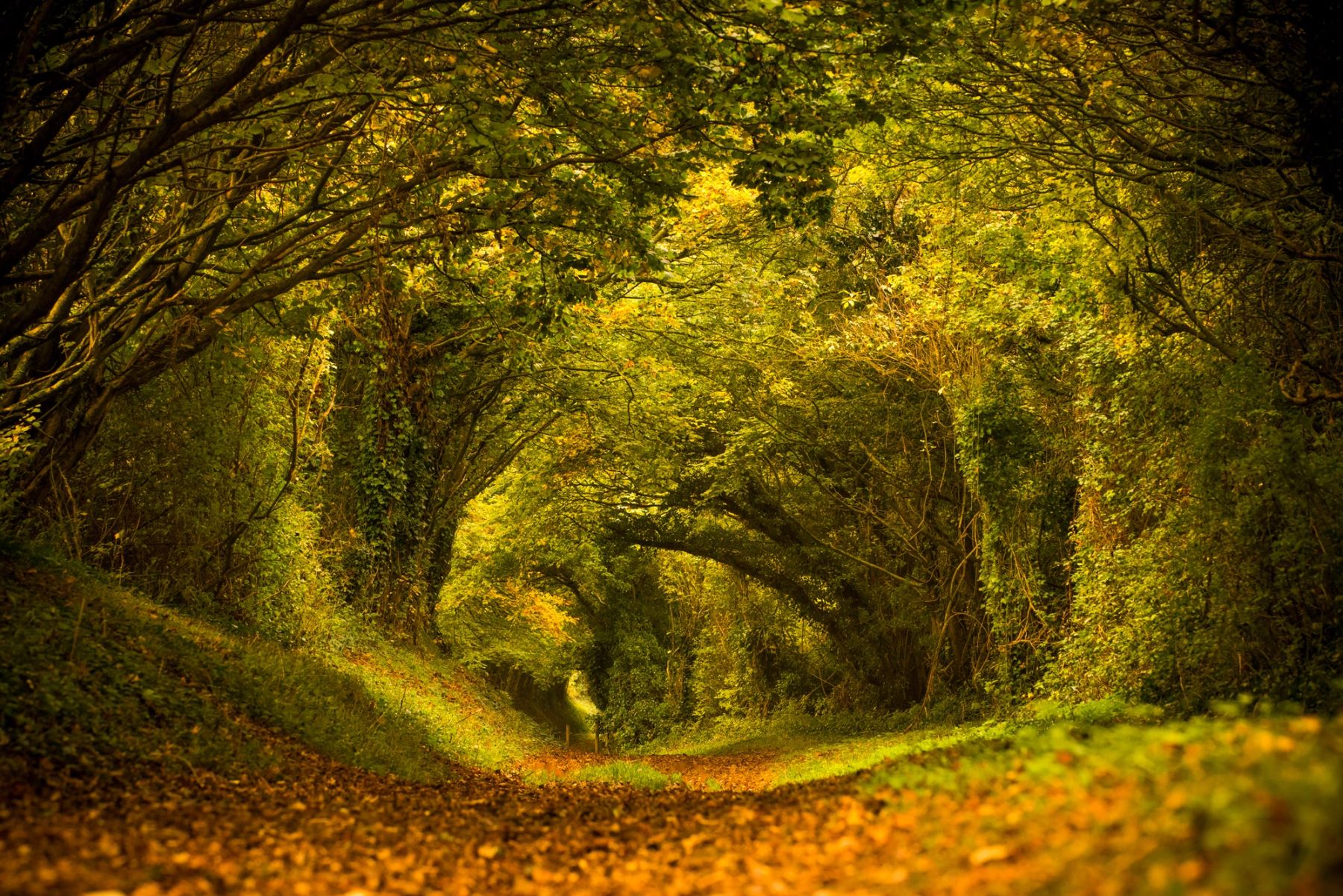Under the Arching Boughs, Halnaker