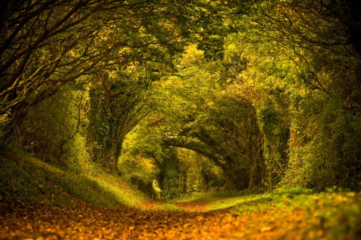 Under the Arching Boughs