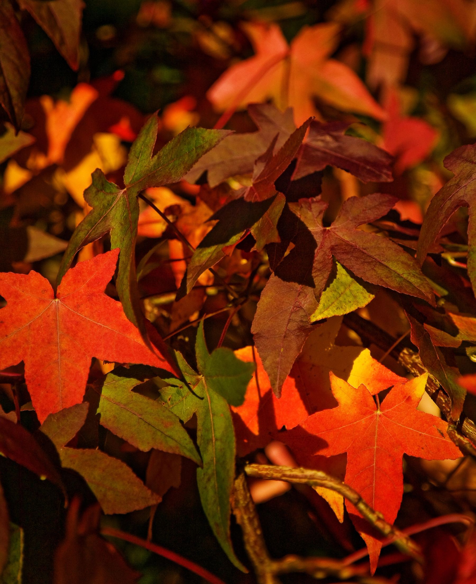 Autumn Leaves, Handcross, West Sussex