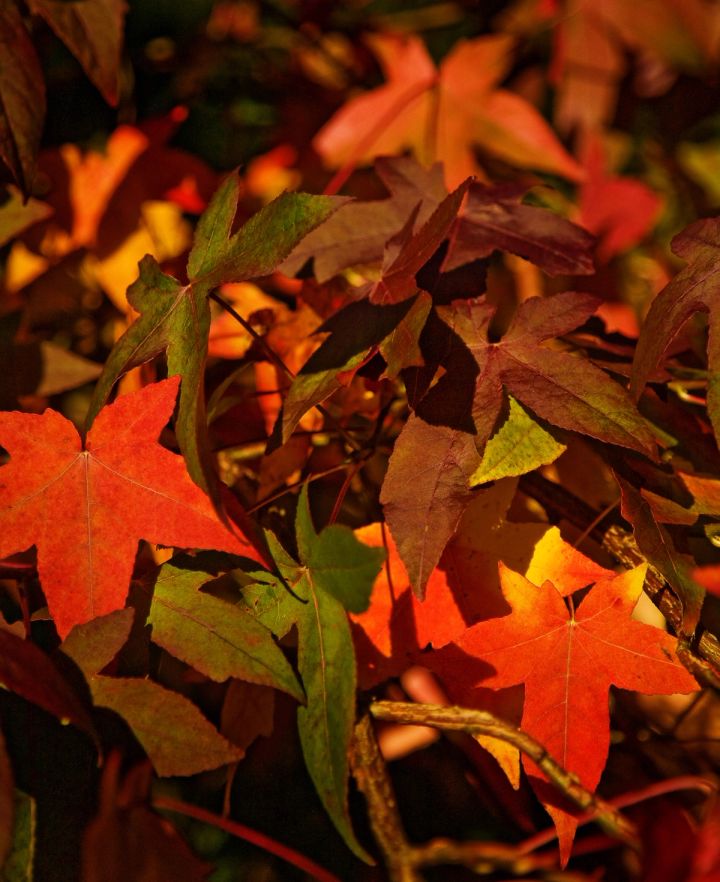 Autumn Leaves