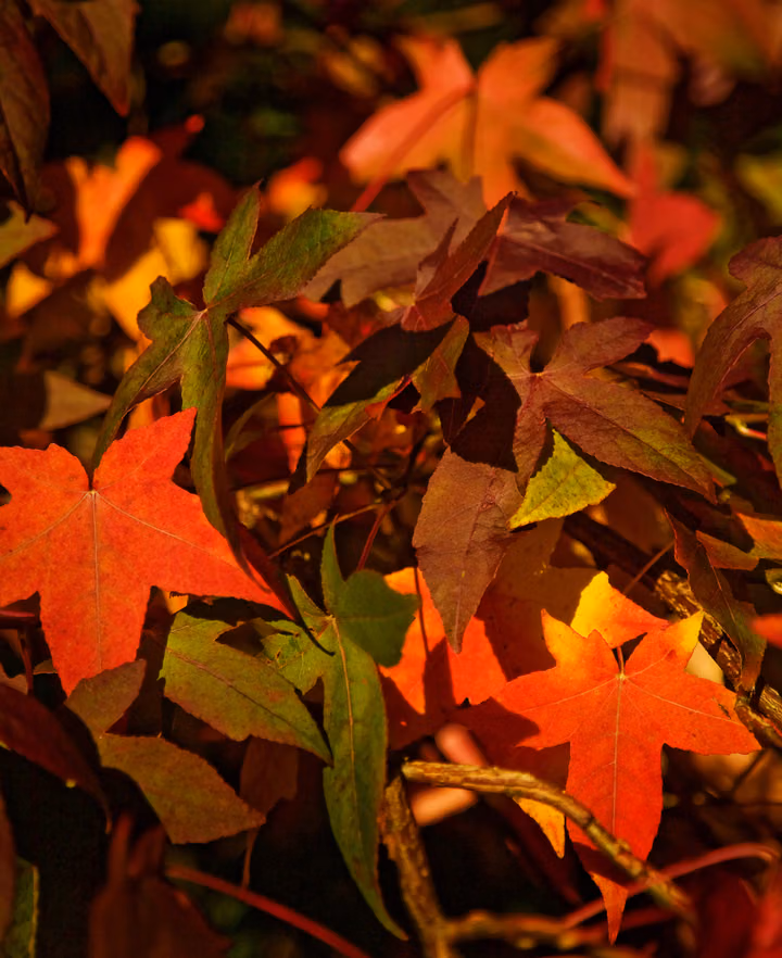 Autumn Leaves