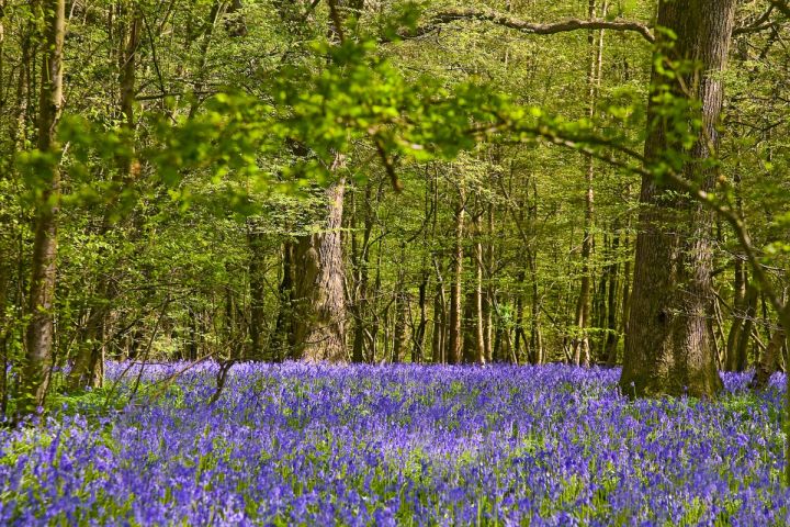 Bluebells under the Beeches