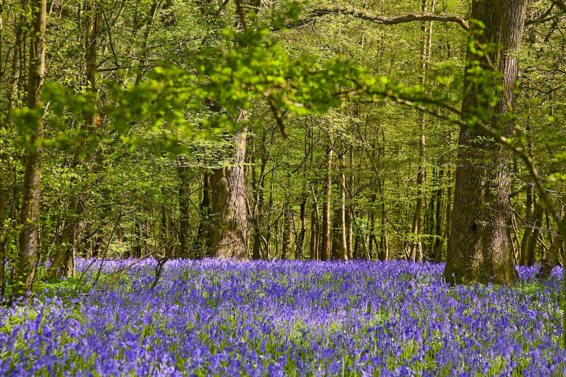 Bluebells under the Beeches, Sussex