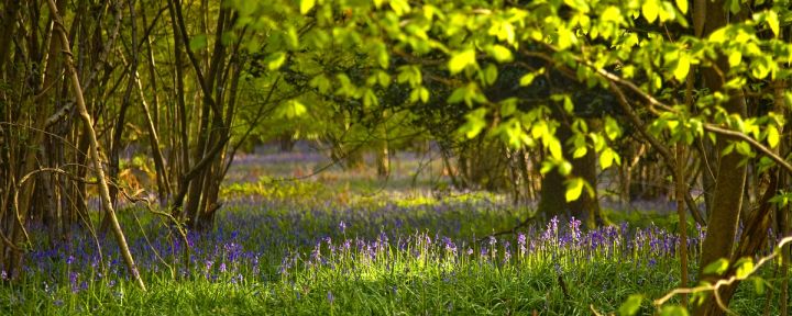 Sunlit Glade