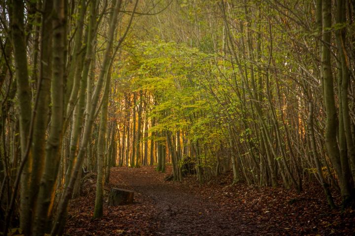 The Woodland Path