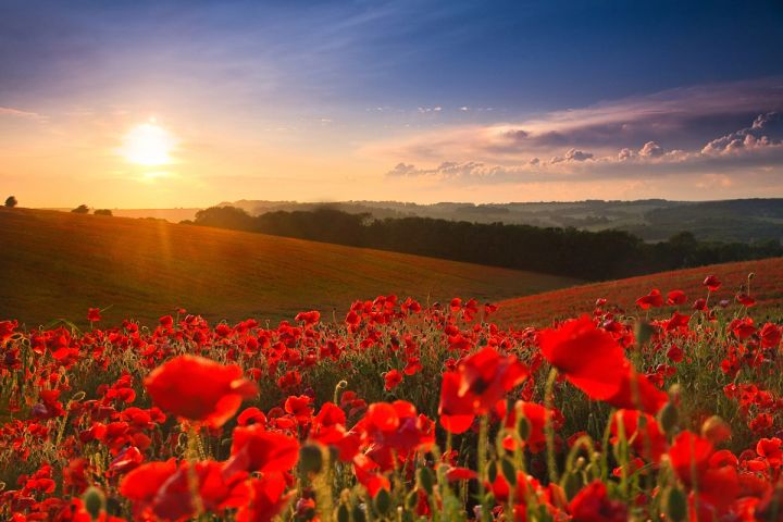 Poppies into the Sun