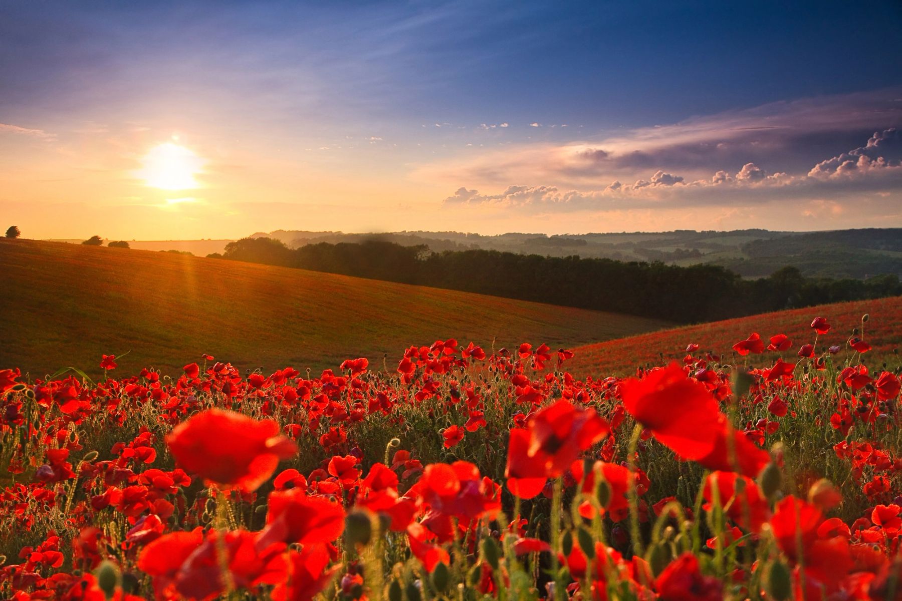 Poppies into the Sun, Falmer