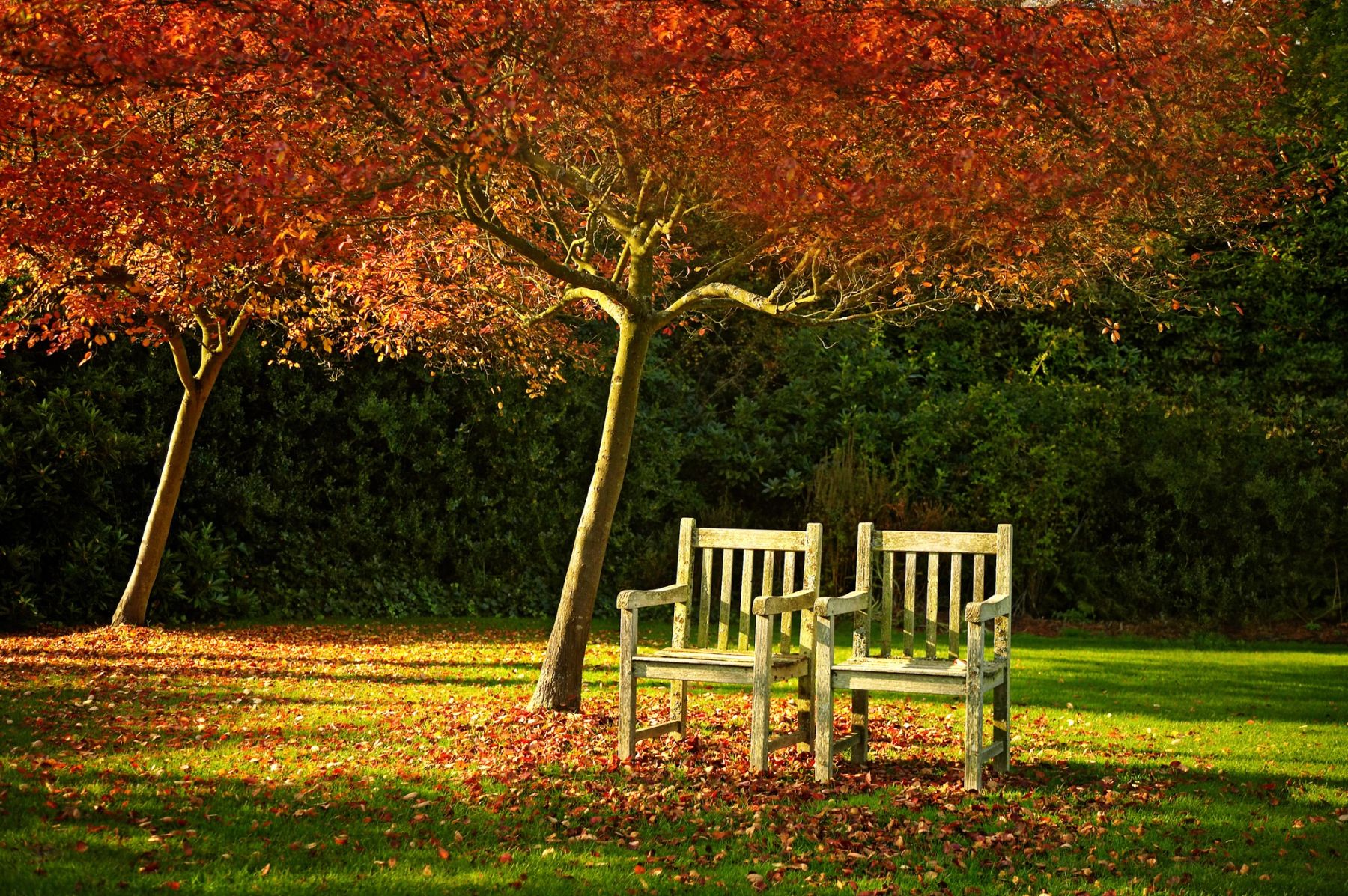 Two Benches in Autumn, East Grinstead