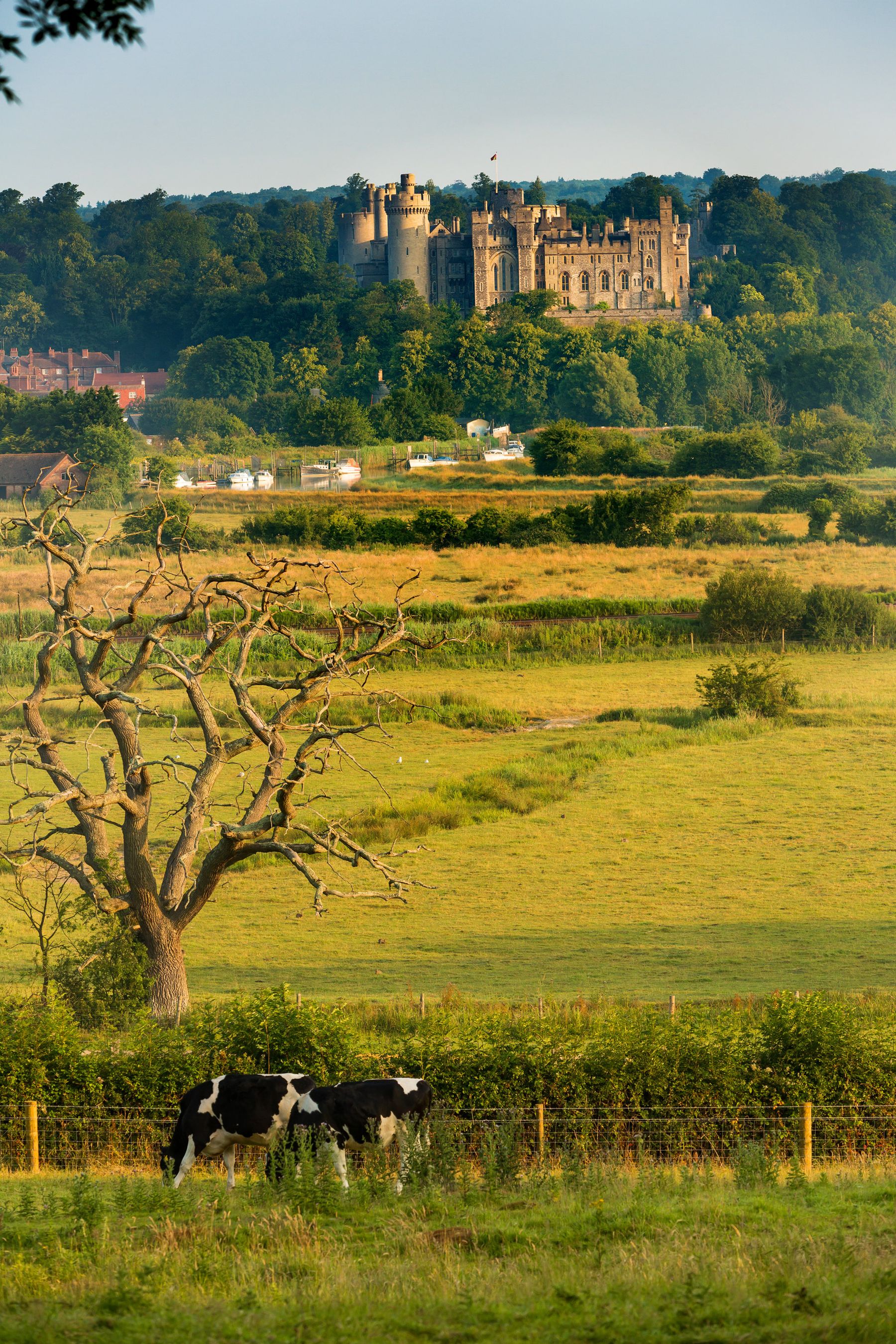 Grazing below the Castle, Arundel