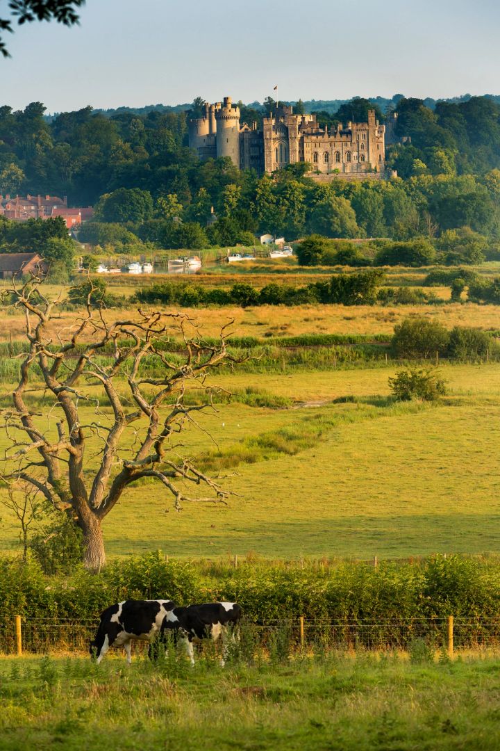 Grazing below the Castle