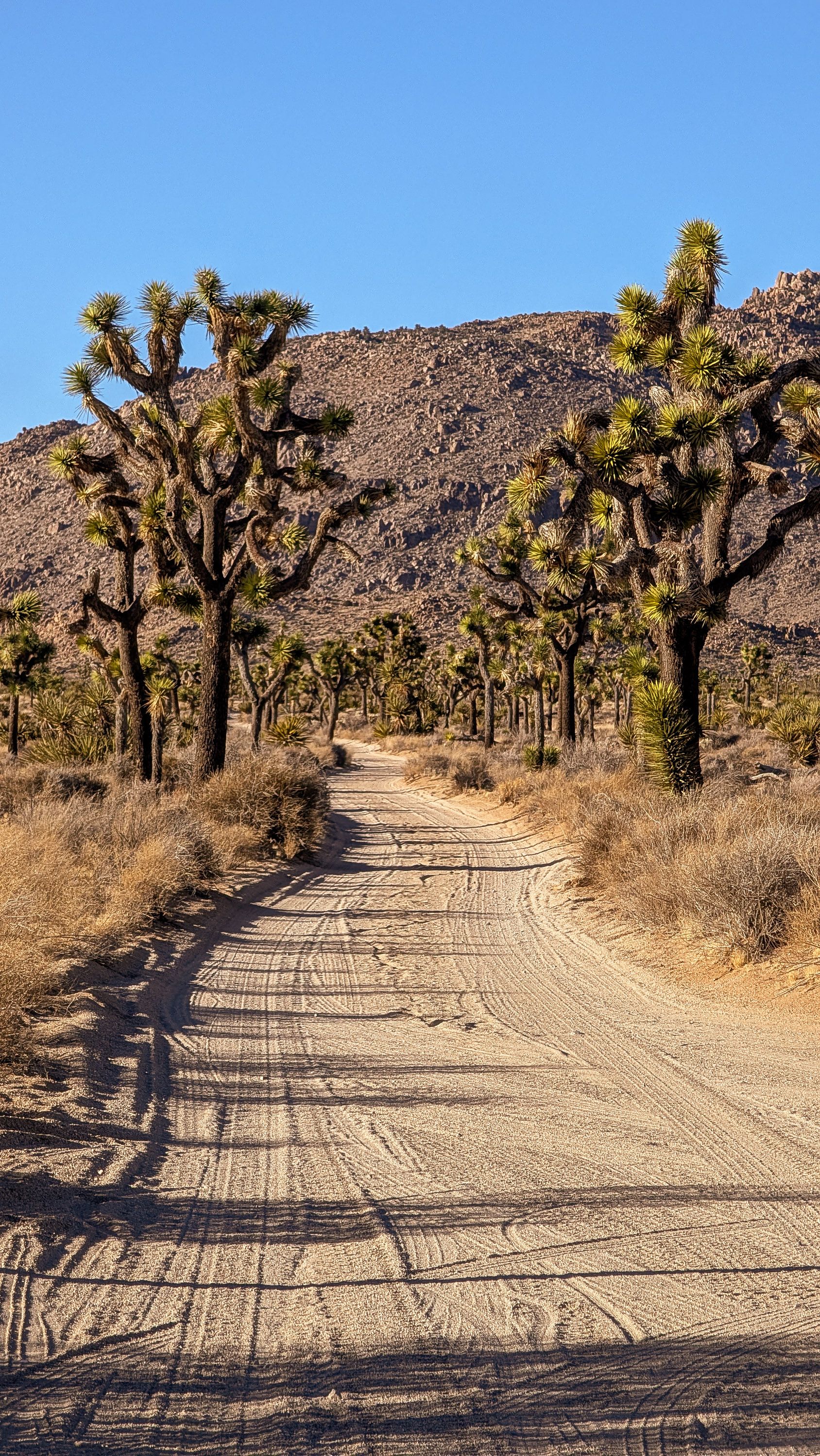 Sand Track through the Trees, Joshua Tree, California