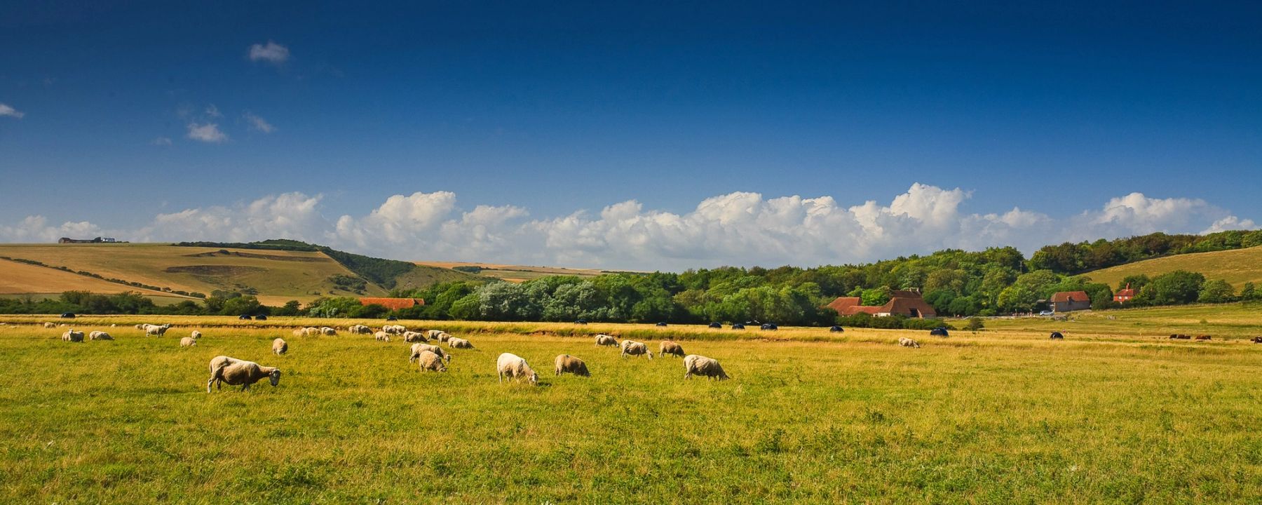 Sheep in the Cuckmere Valley, Cuckmere Haven