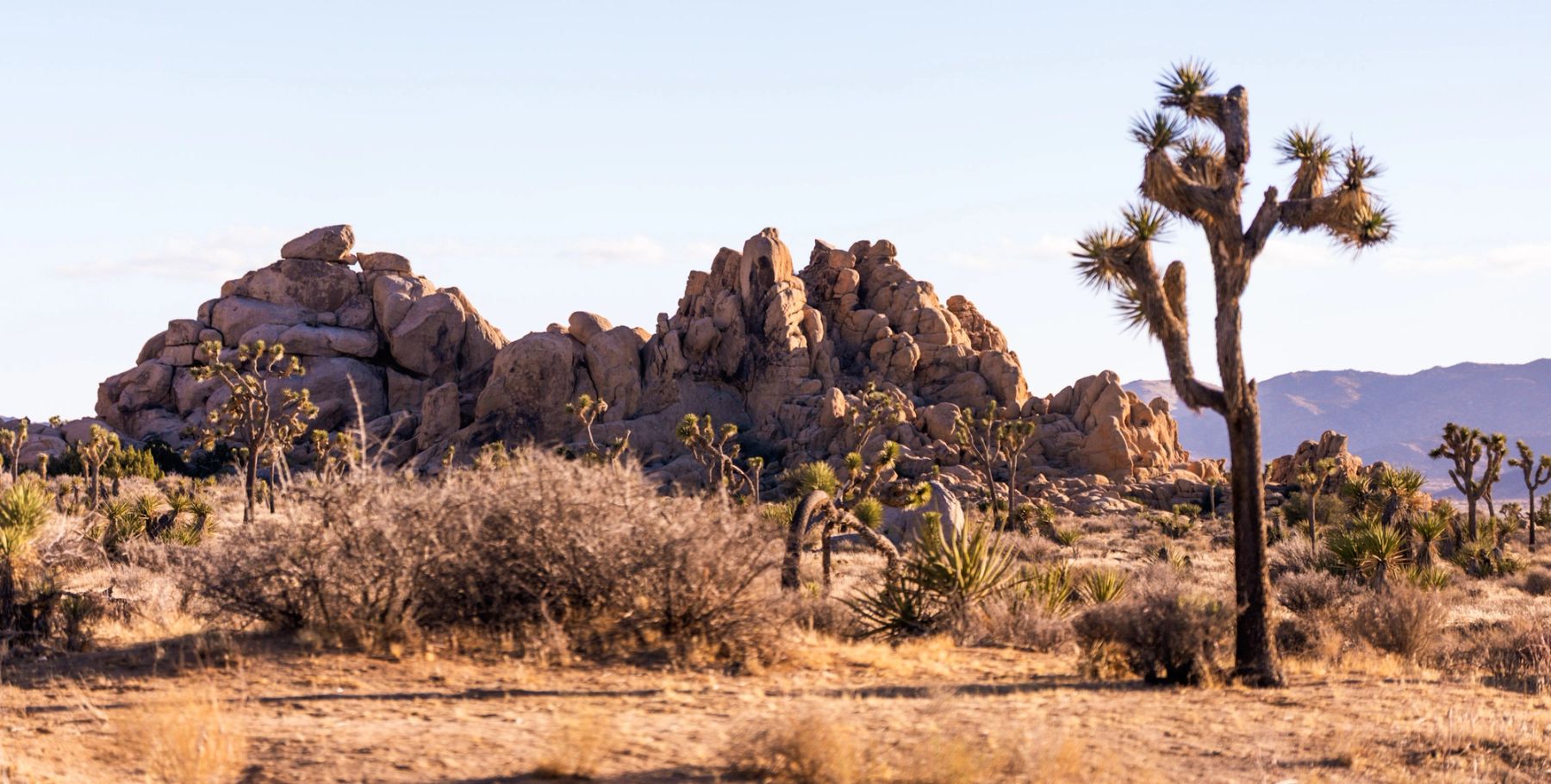 Lone Joshua Tree, Joshua Tree, California