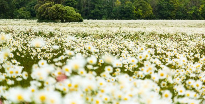 Daisies and the Treeline
