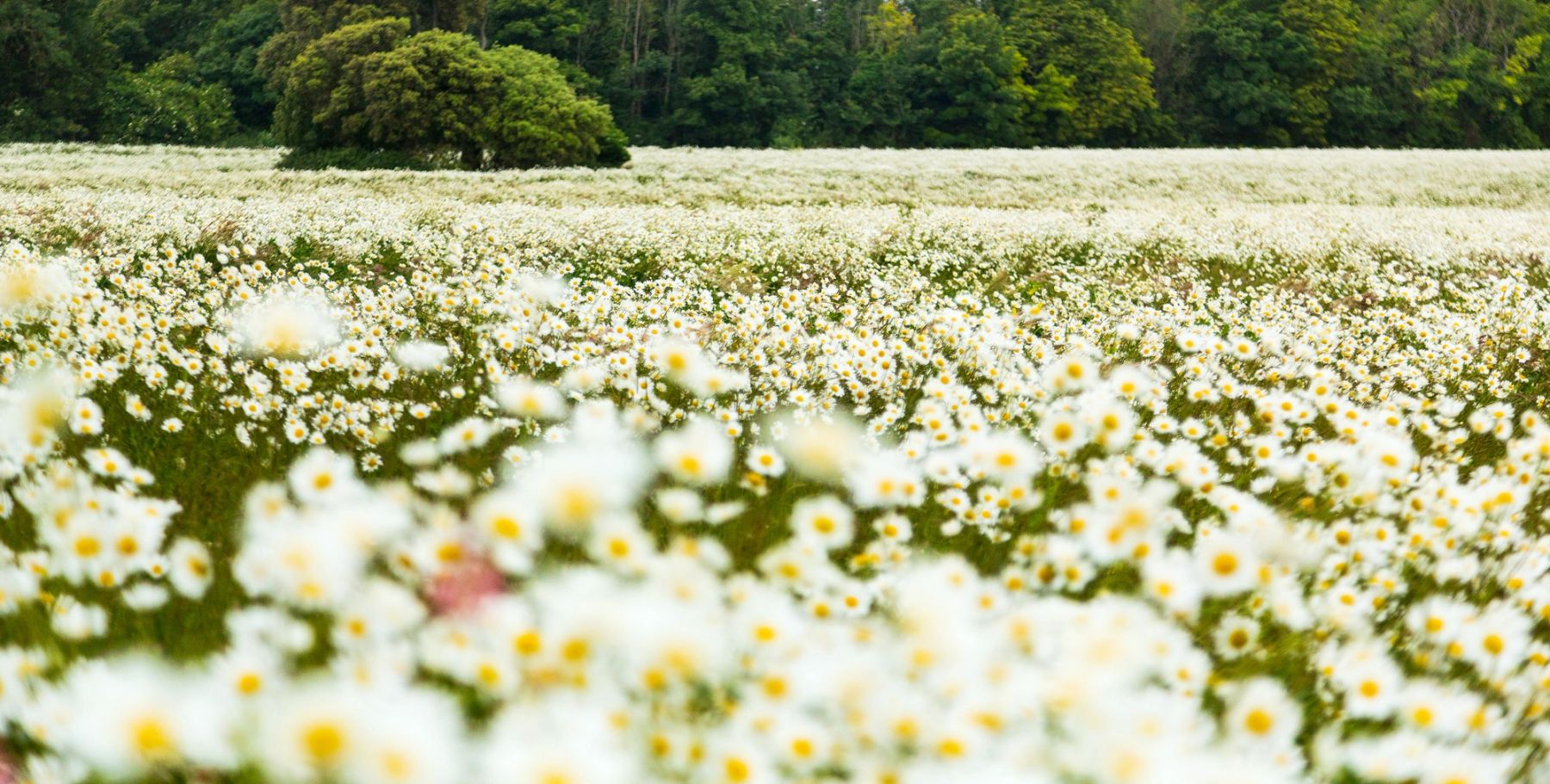 Daisies and the Treeline, Lancing