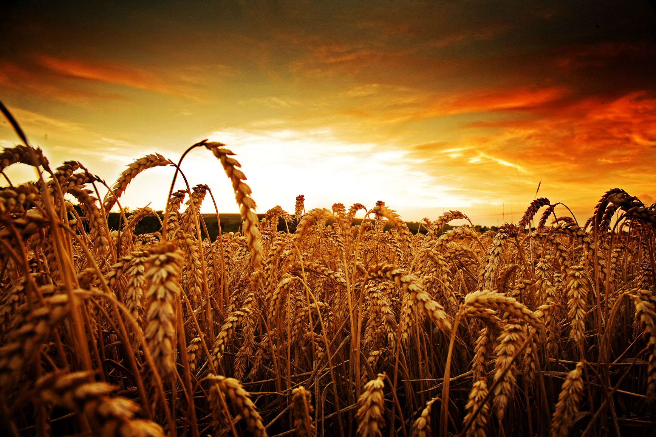 Wheat at Golden Hour