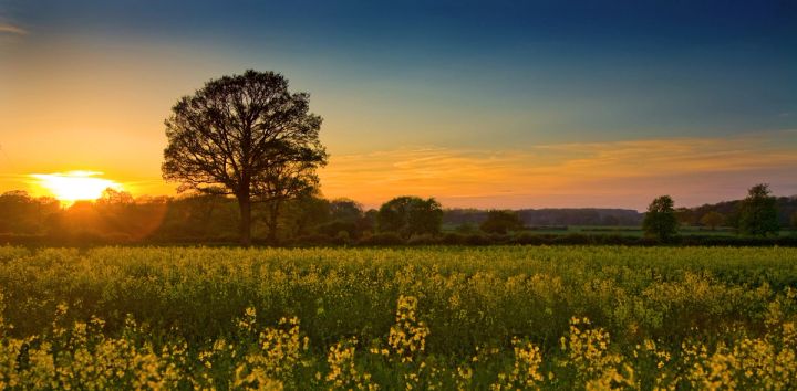 Rapeseed Sunset